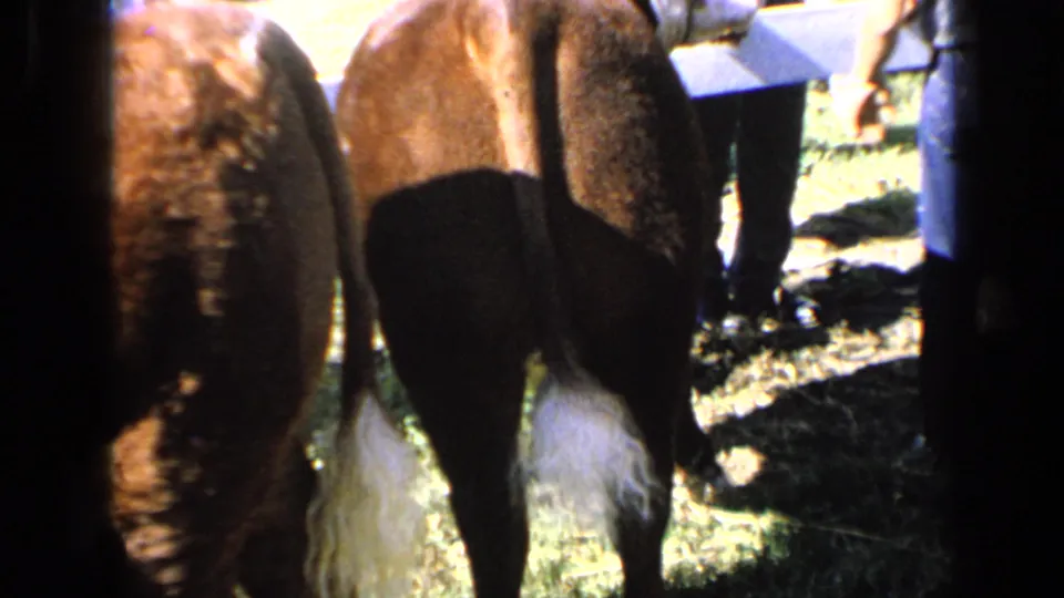 Cattle are seen from behind in a livestock area, with partial adult legs nearby and no visible faces.