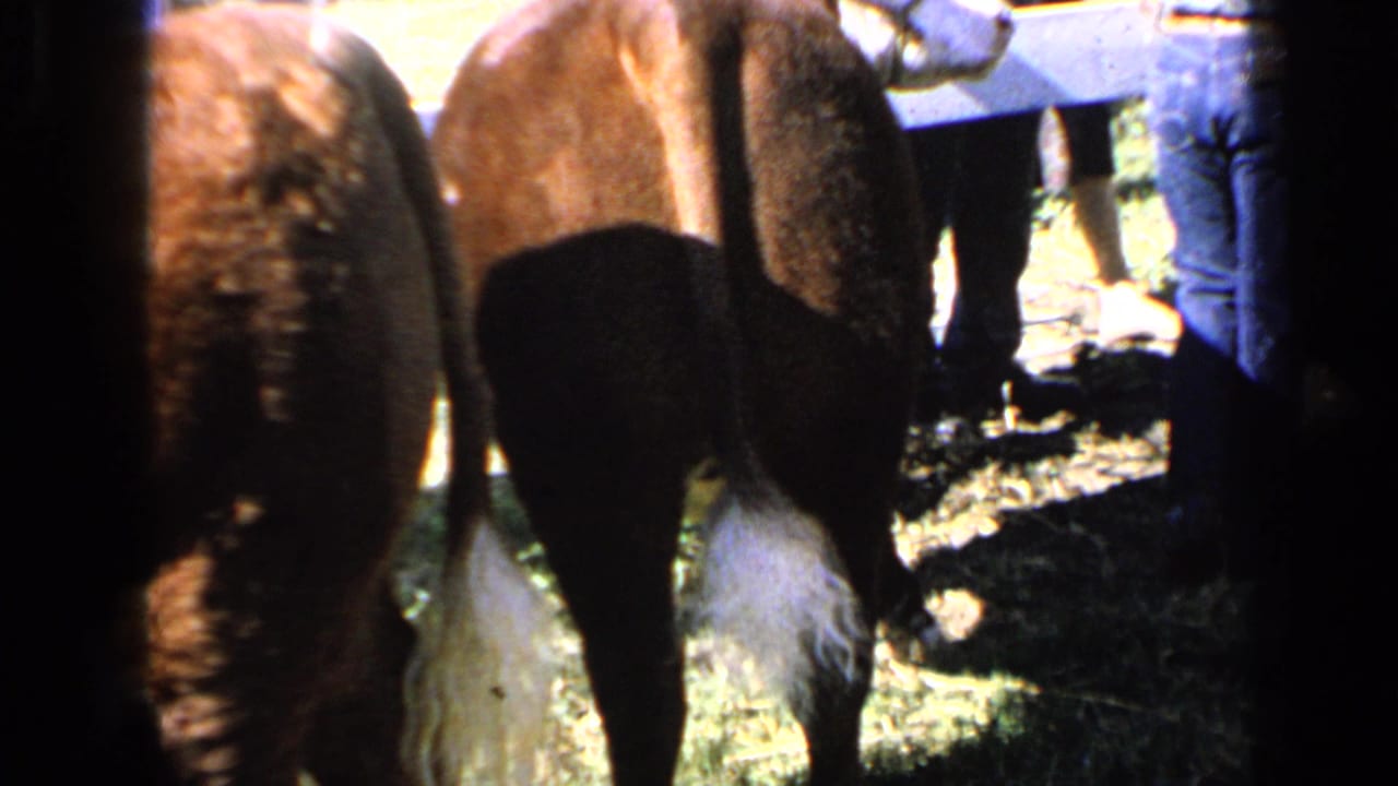 1964 Kansas 8mm frame showing the rear of a brown-and-white calf on hay, with visitors' legs and strong sunlight in the background.