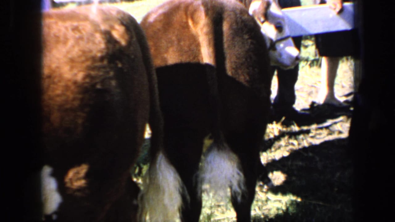 1964 Kansas livestock-show footage frames the calf from behind, with adult legs, hay, and a pale board or sign visible beyond it.