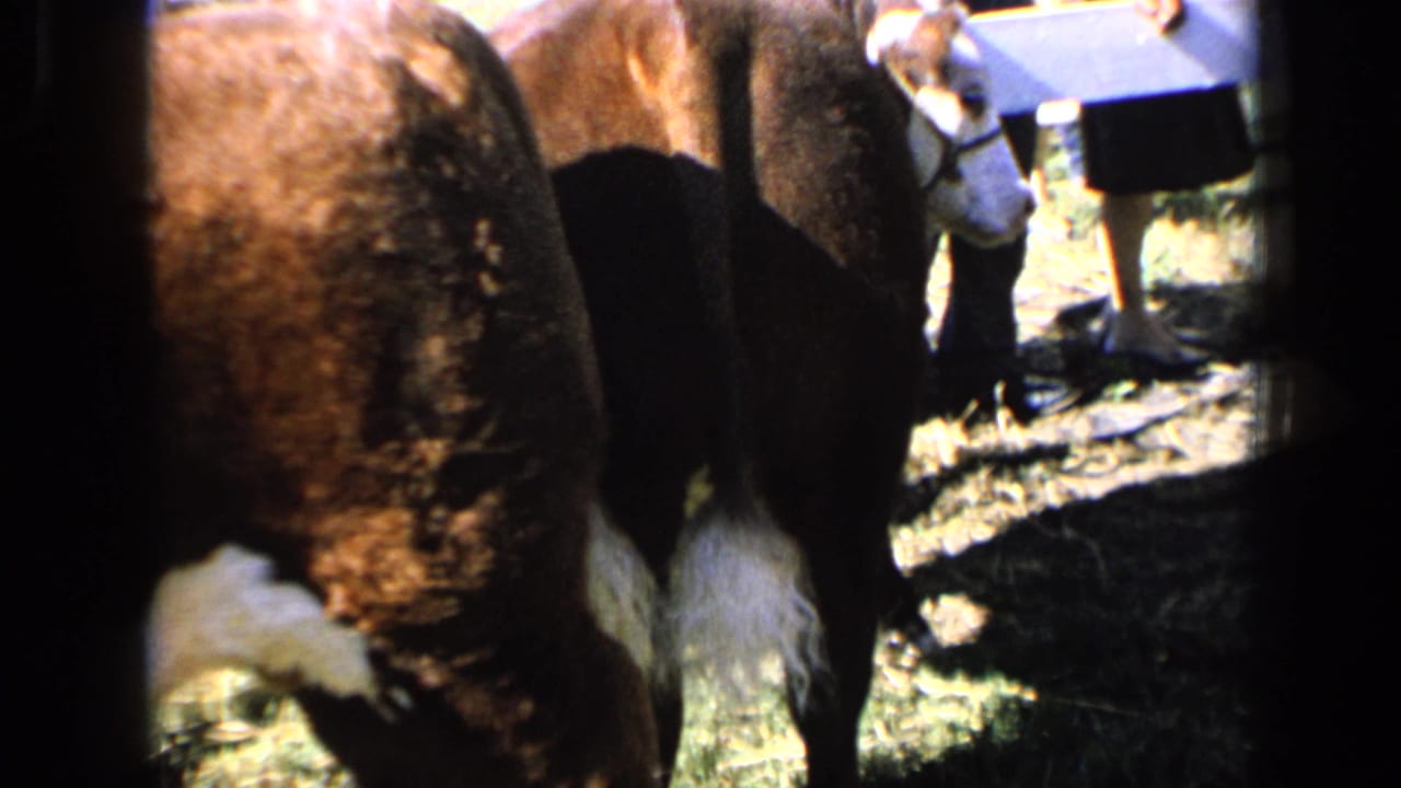 A close 8mm view of the calf's rear and tail at the Kansas livestock show, with people standing in bright daylight behind it.