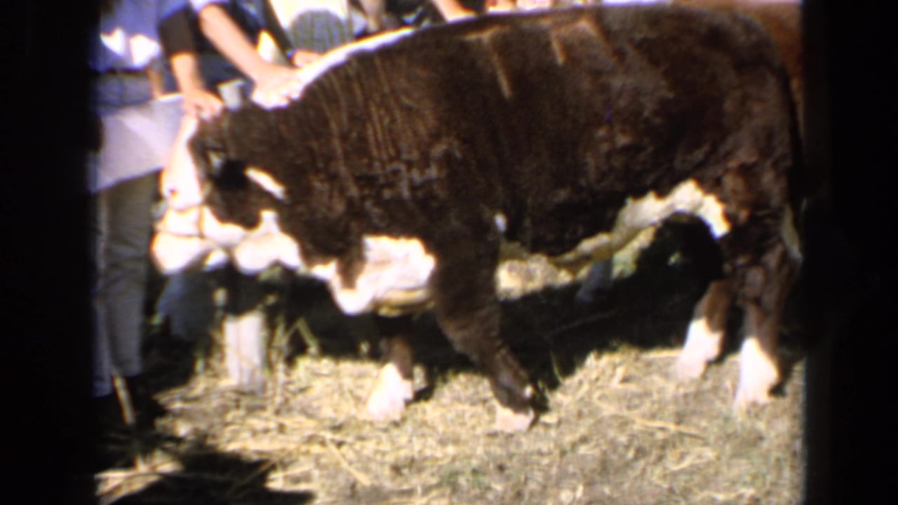 1964 Kansas frame showing the calf in side view with a halter, standing on hay amid partially visible people at a livestock exhibition.