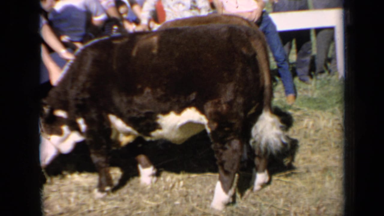 A Hereford bull stands on hay at a Kansas livestock setting in 1964, with spectators and handlers partly visible around it.