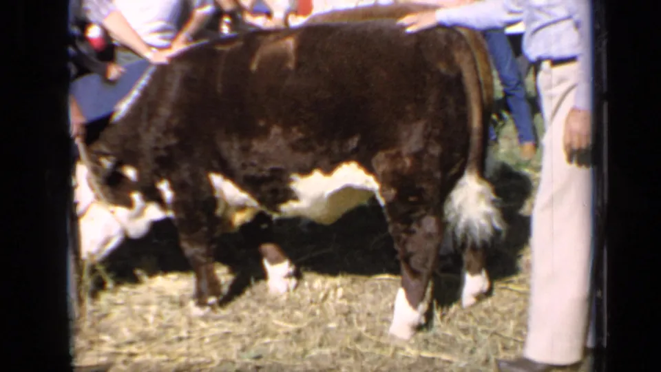 Side view of a Hereford bull at a 1964 Kansas livestock show, with handlers and spectators close to the animal.