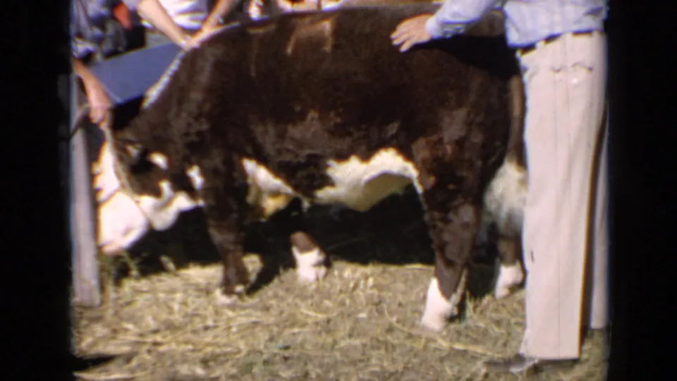 A person places a hand on the back of a Hereford bull during a 1964 Kansas livestock inspection scene.
