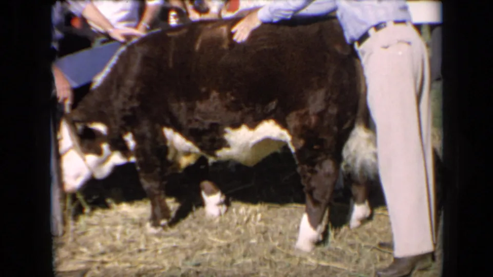 A Hereford bull stands beside a handler at a Kansas livestock event in 1964, with onlookers visible behind the animal.