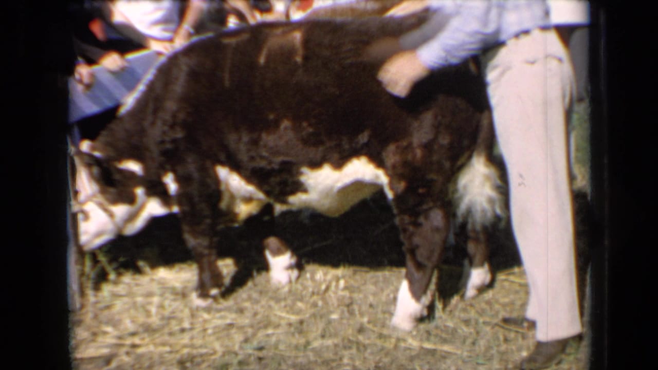 Brown and white cow eating from hay while people stand close around it.
