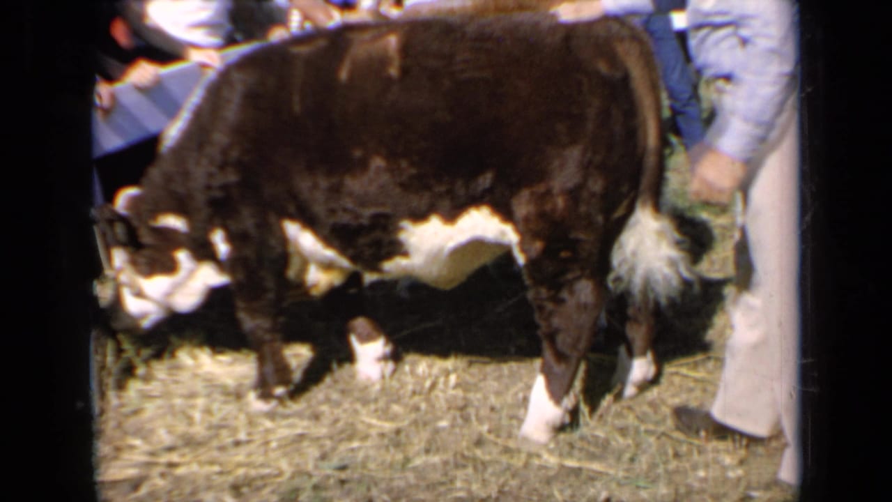 Side view of the cow eating on hay at the 1964 Kansas livestock show, with nearby people cropped at the edges of the frame.