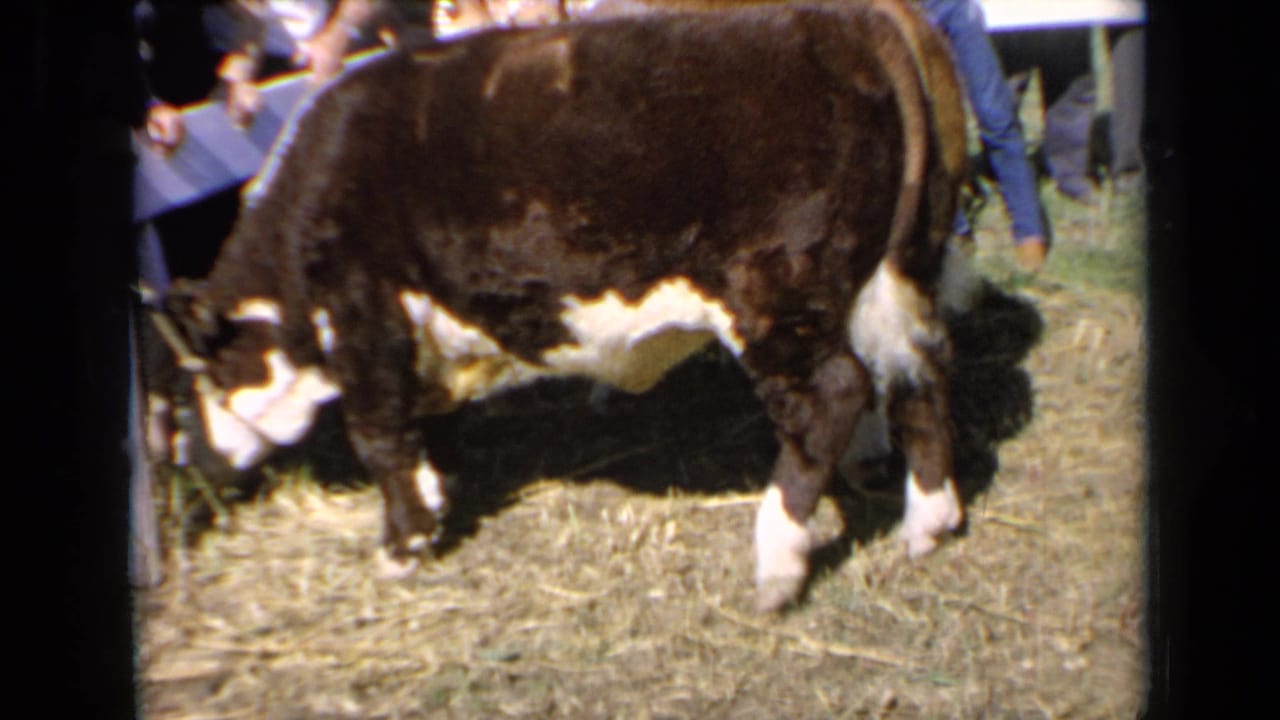 The cow stands on hay with its head down eating, while visitors at the Kansas livestock show remain close beside it.