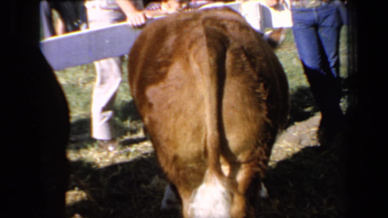 Rear view of the brown cow at the 1964 Kansas livestock setting, with people and a blue barrier or object partly visible nearby.