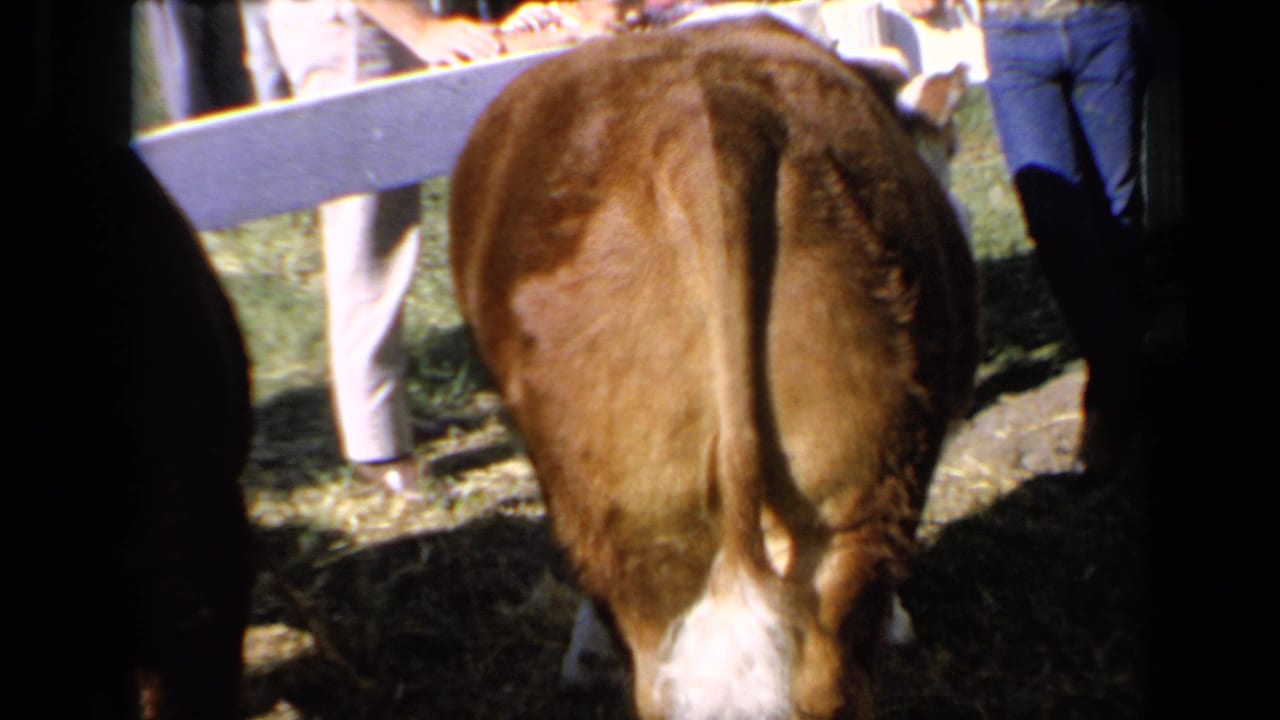 1964 Kansas 8mm frame showing the rear of a brown calf with a white tail near a white fence as people stand around it.