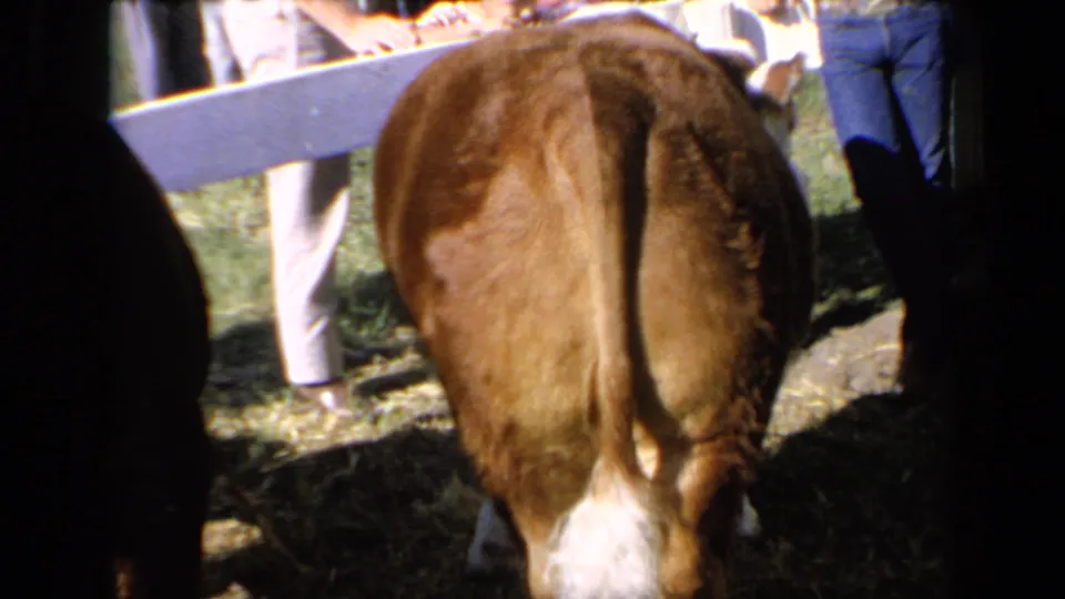 1964 Kansas 8mm frame showing the rear of a brown calf with a white tail near a white fence as people stand around it.