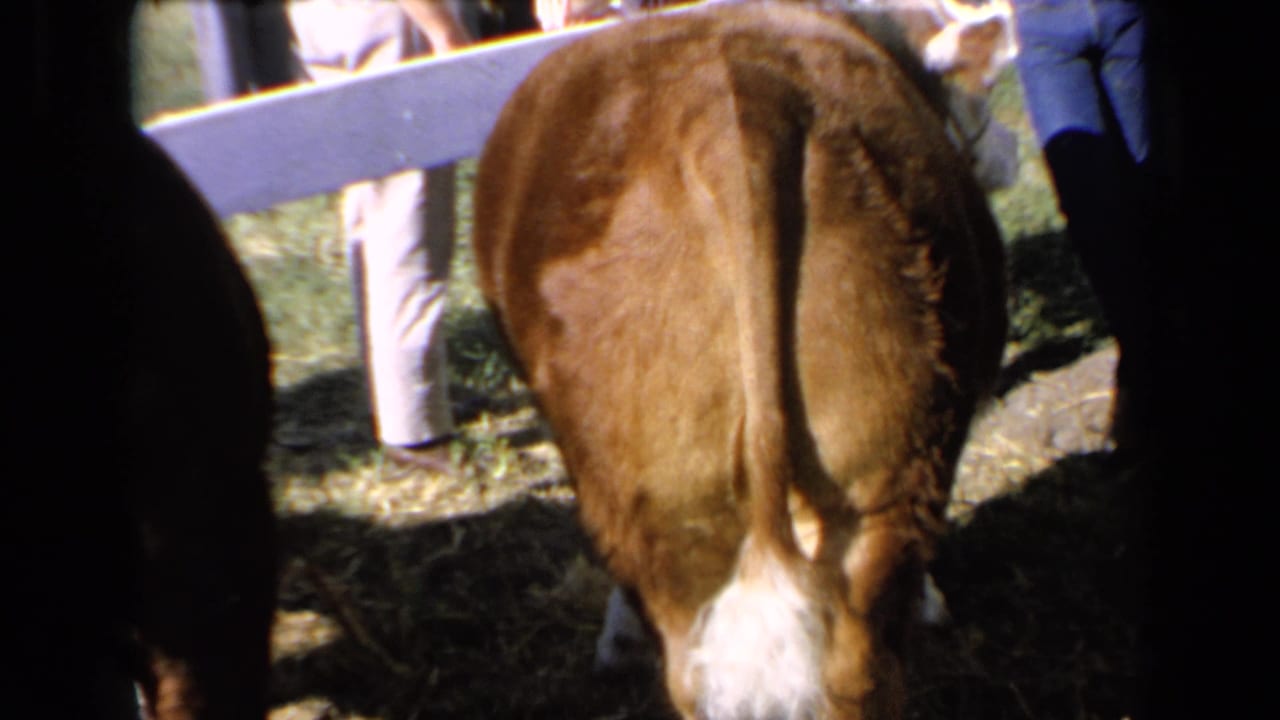 Rear view of a brown calf in a sunny Kansas paddock, with a white fence rail and visitors' legs visible behind it.