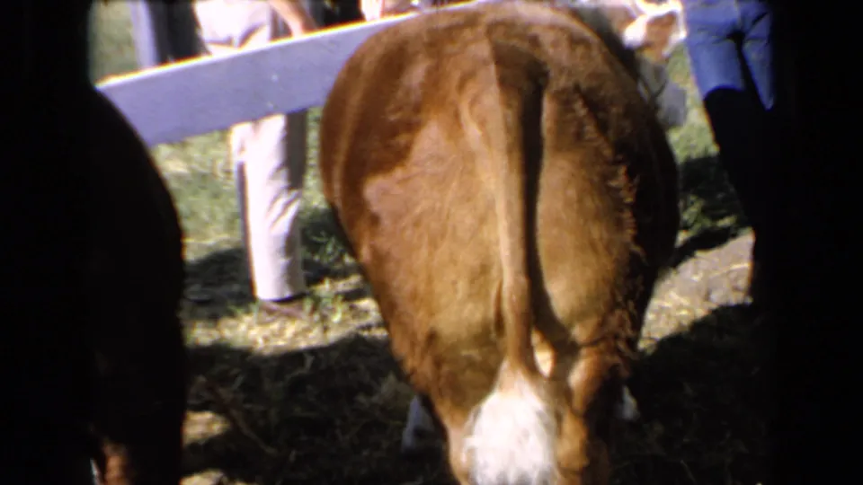 Rear view of a brown calf in a sunny Kansas paddock, with a white fence rail and visitors' legs visible behind it.