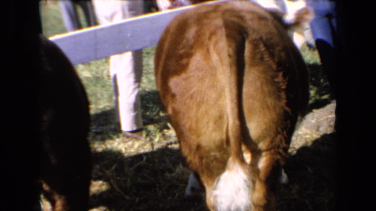 1960s 8mm home-movie frame of a brown calf's rear view in a paddock, with light pants, blue jeans, grass, and a white rail fence visible.