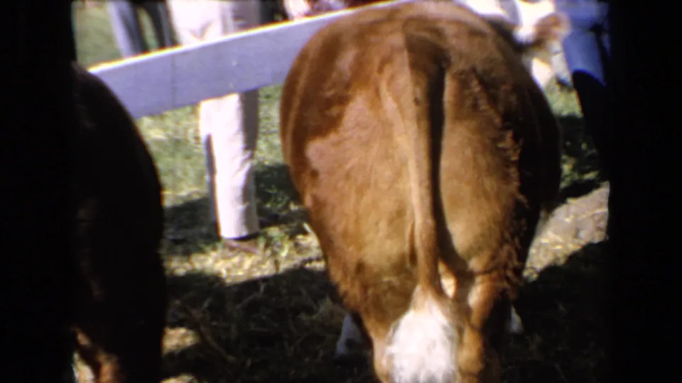 1960s 8mm home-movie frame of a brown calf's rear view in a paddock, with light pants, blue jeans, grass, and a white rail fence visible.