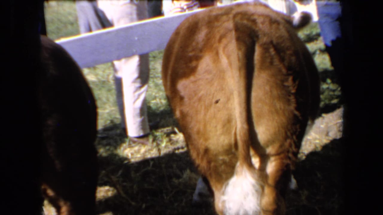 Final frame shows the brown calf from behind near a white fence in Kansas, with adults' legs visible and deep film shadows at the edges.