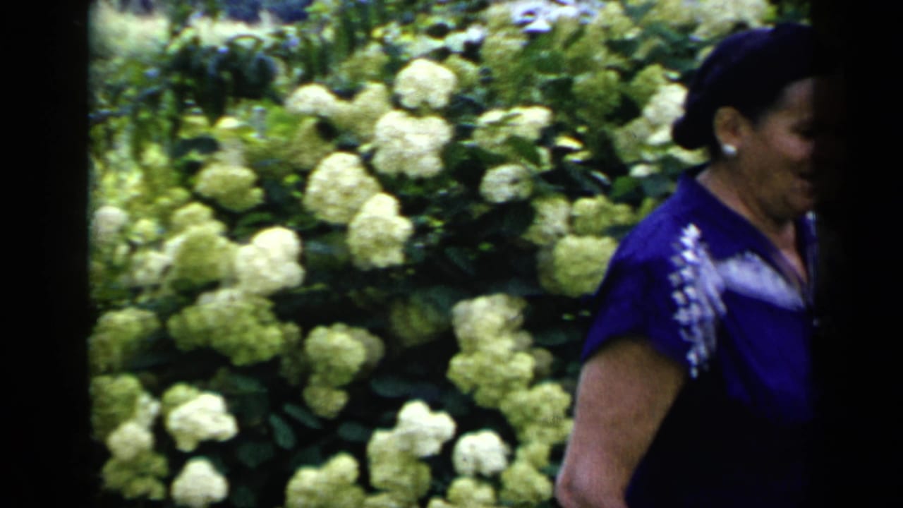 Woman in a blue dress partly obscured beside white hydrangeas in a garden.