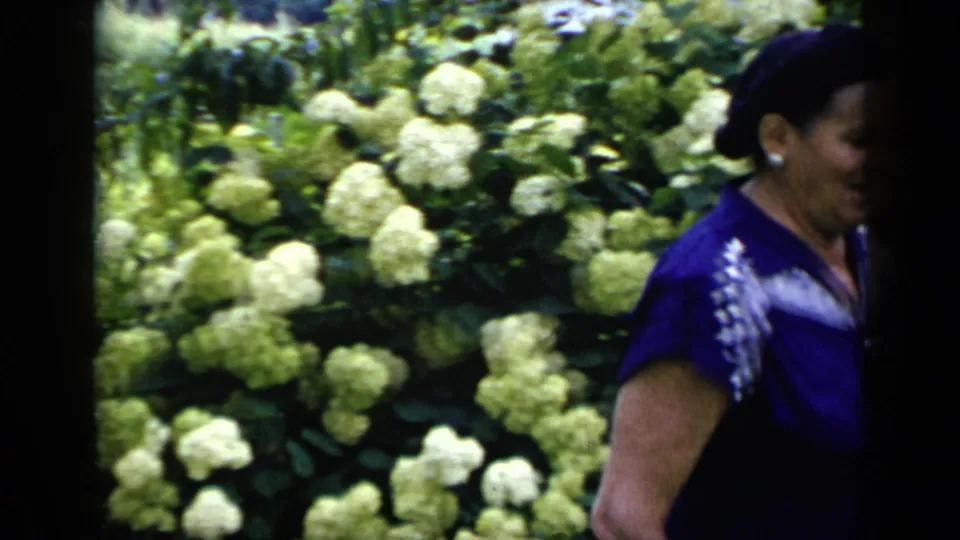 Adult woman in a blue dress stands partly in shadow near white hydrangeas in 1948 New York home-movie footage.