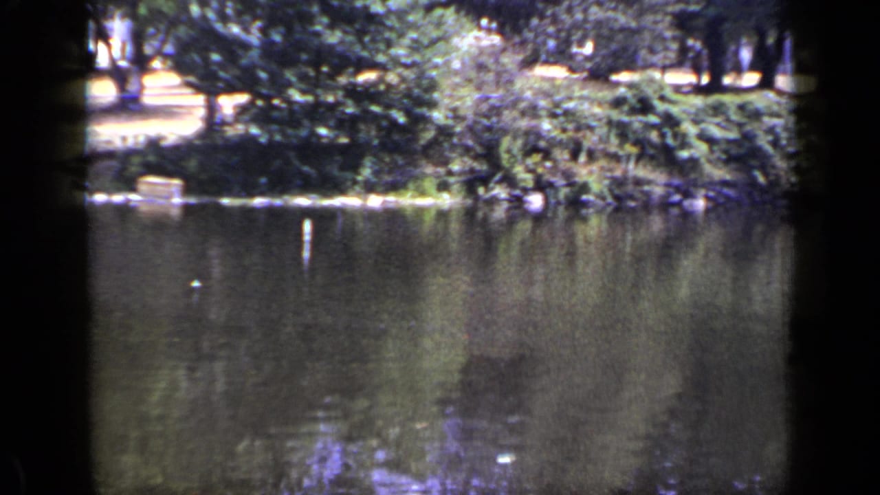Pond water bordered by trees and shrubs, with reflections on the surface.