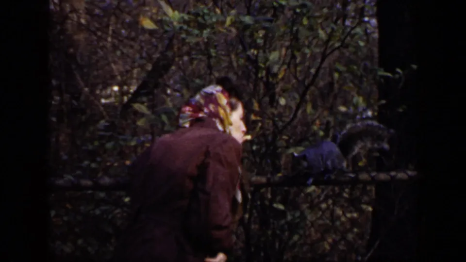 1948 New York park footage shows a woman in a brown coat and colorful headscarf leaning toward a squirrel on a rustic fence.