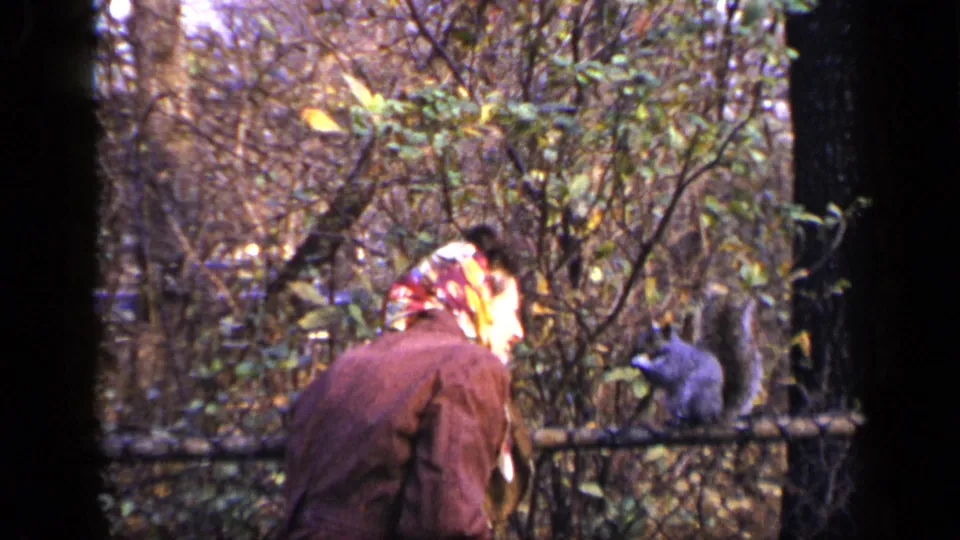 The woman bends toward the fence as the squirrel drops lower on the chain-link, surrounded by brush and tree trunks.