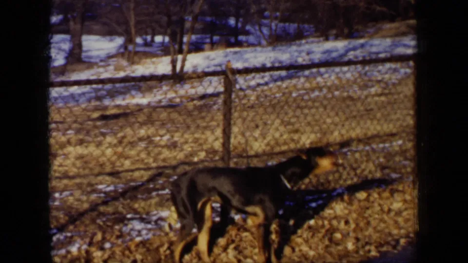 A black and tan dog stands alert behind a chain-link fence in a patchy snowy yard, with bare trees in the background.