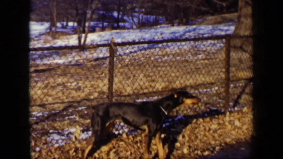 The dog remains alert behind the chain-link fence in the snowy yard, framed by bare trees and warm 8mm color.