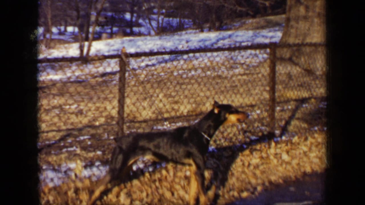 Doberman standing alert beside a chain-link fence in a snowy yard.
