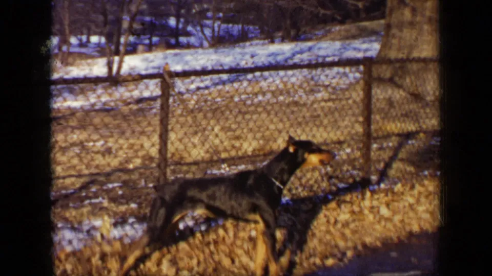 1948 New York 8mm frame of a collared Doberman standing near a chain-link fence with snow patches and bare trees behind it.