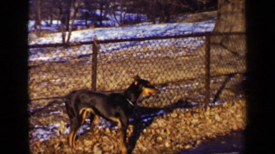 1948 New York home-movie frame showing a black-and-tan Doberman in profile near a chain-link fence in a snowy outdoor yard.