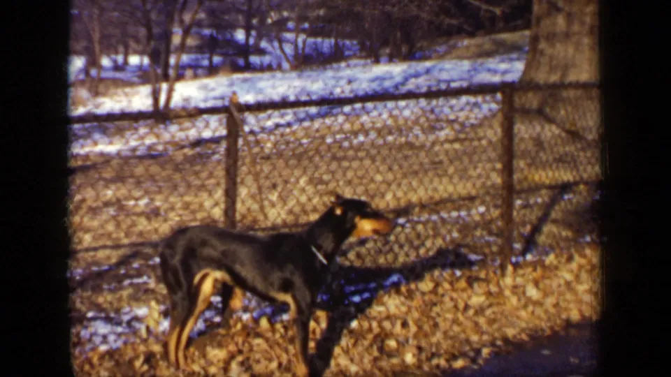 1948 New York 8mm frame of a collared Doberman facing right beside a chain-link fence, with snow patches and bare trees visible.