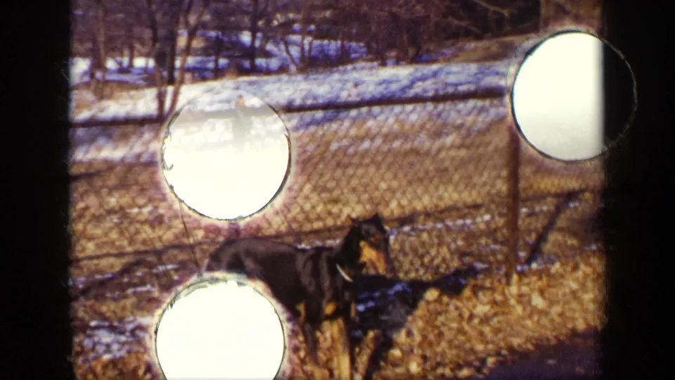 1948 New York 8mm frame showing the Doberman by a chain-link fence with exposed film-edge sprocket holes and light artifacts visible.