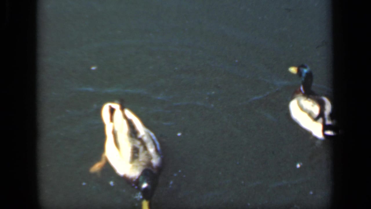 A mother duck appears on dark pond water in 1949 New York home-movie footage, with another duck partly visible at the side.