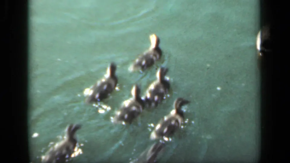 A cluster of ducklings swims across greenish pond water in the 1949 New York 8mm home-movie clip.
