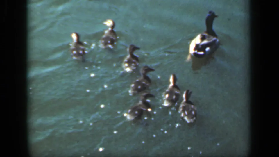 A mother duck leads a line of ducklings across the pond in 1949 New York 8mm home-movie footage.