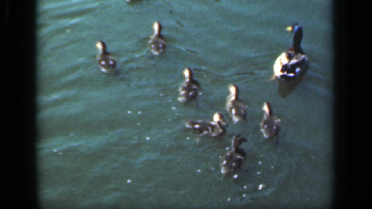 Adult duck and several ducklings swimming across greenish pond water.