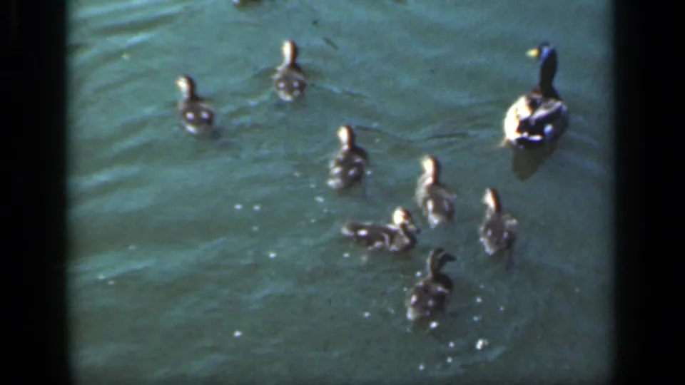 A 1949 New York 8mm frame shows an adult duck with ducklings paddling through sunlit green-blue water.