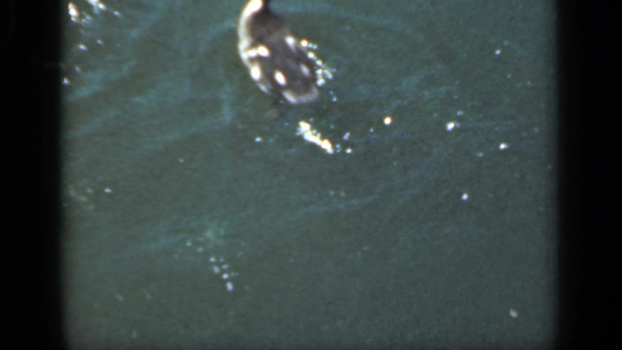 Single duckling swimming near the top of a sunlit pond frame.