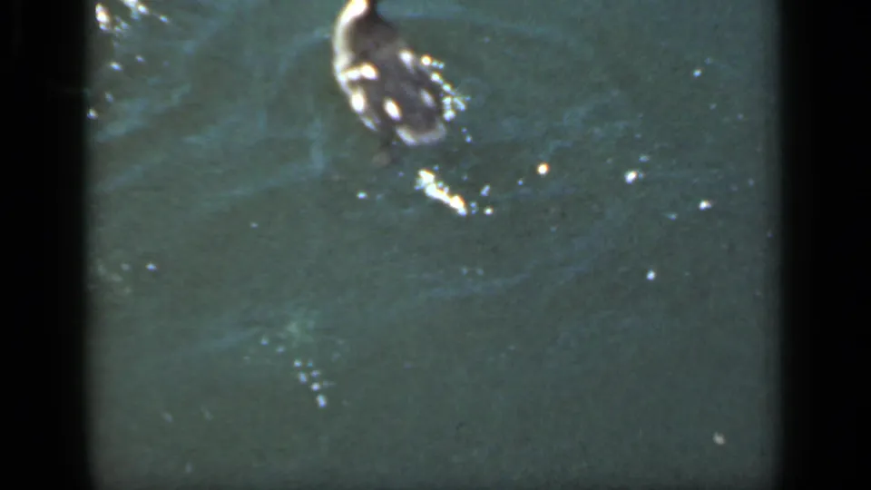 A duckling paddles alone through green-blue water in soft 8mm footage from the New York 1949 clip.