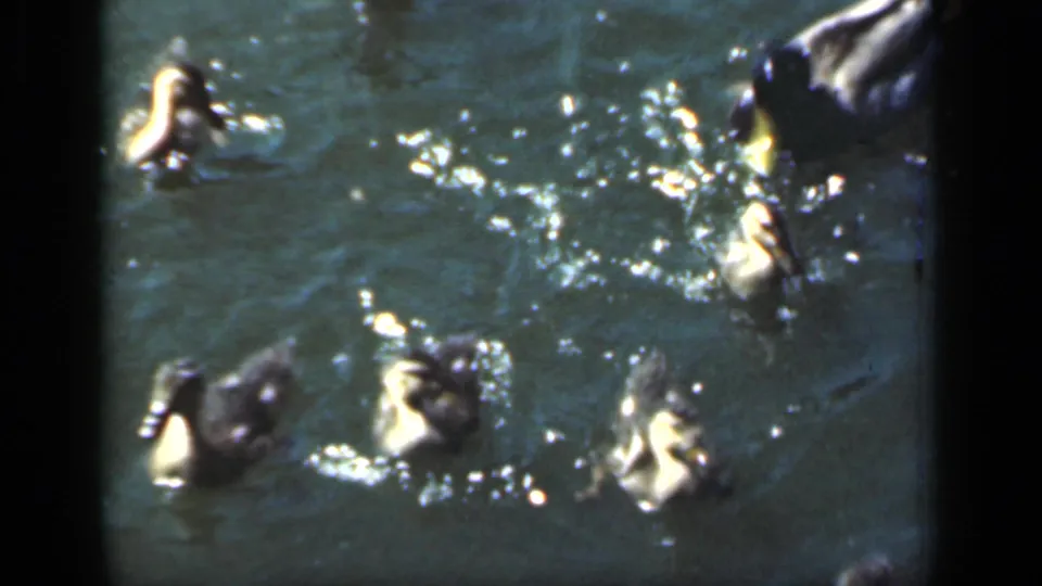Ducks and ducklings gather in splashing sunlit water, with soft focus and grain from the 8mm home-movie scan.