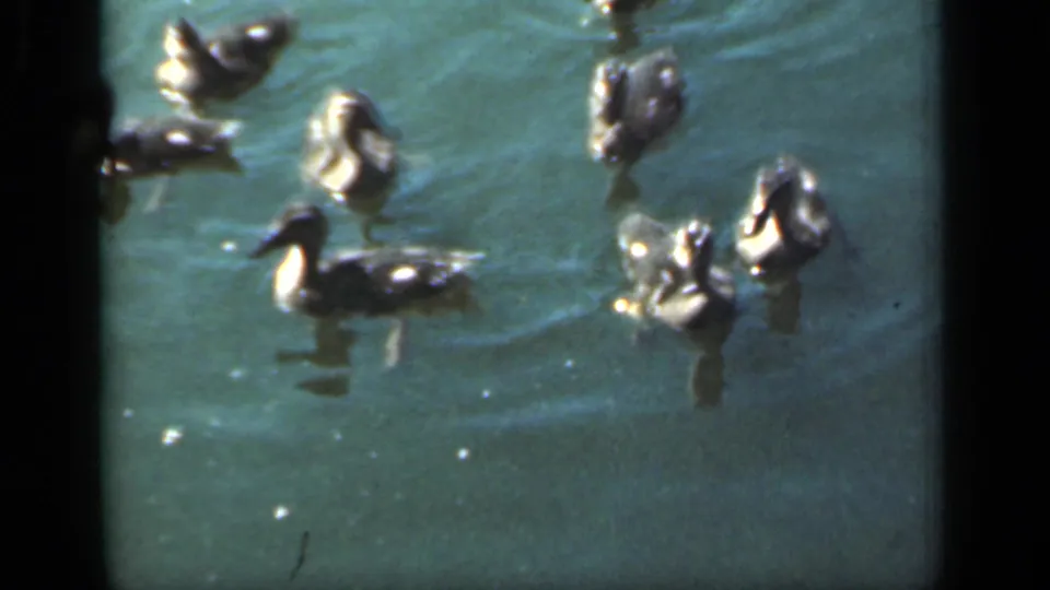 A 1949 New York home-movie frame shows an adult duck and ducklings spread across calm, reflective pond water.