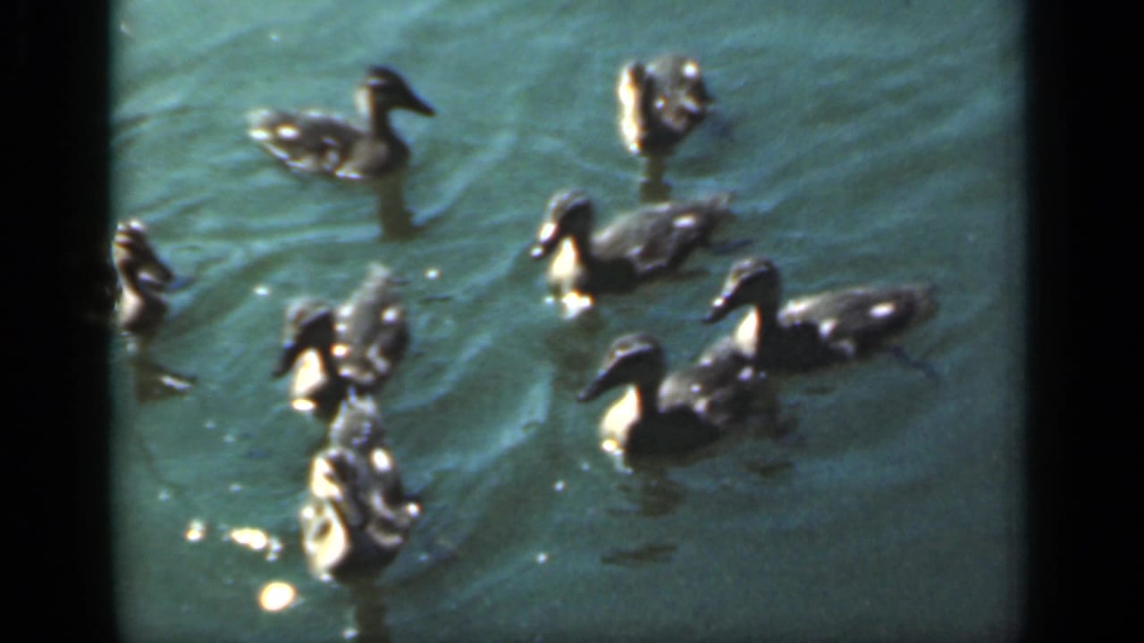 1949 New York 8mm frame showing ducklings clustered on rippling pond water with bright glints and soft home-movie focus.