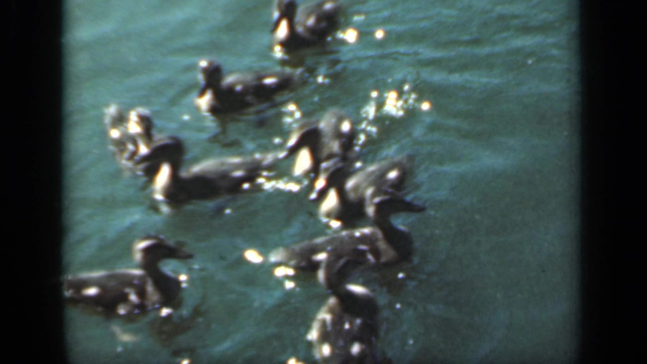 Ducklings spread across rippling pond water with bright reflected highlights.