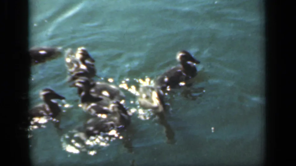 1949 New York 8mm frame showing ducklings clustered near splashing ripples, with another bird moving through the pond water.