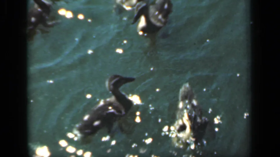 1949 New York 8mm frame showing several ducklings separated across green pond water, with sun glints and soft handheld framing.