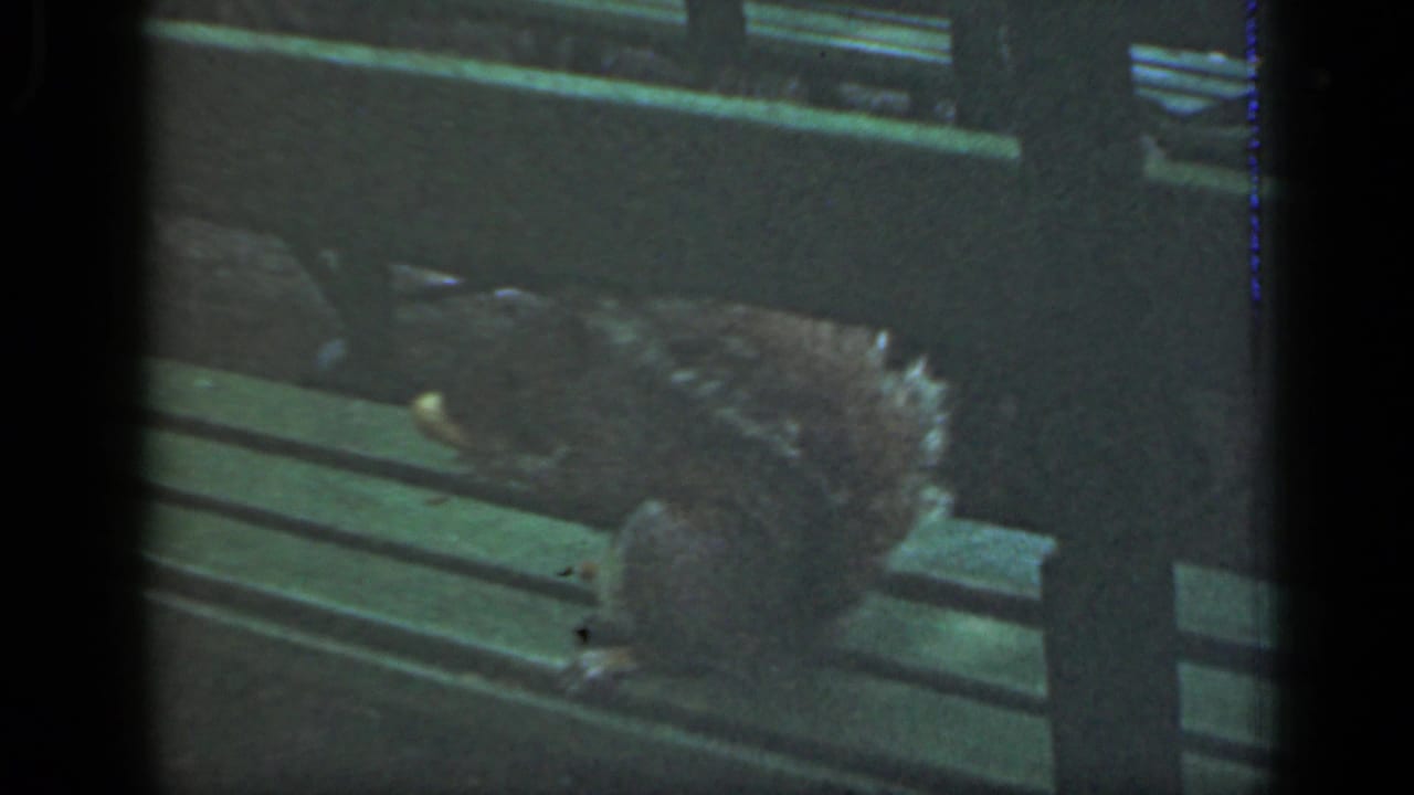 Brown squirrel with a bushy tail eats on a green wooden park bench in metadata-supported 1949 New York footage.