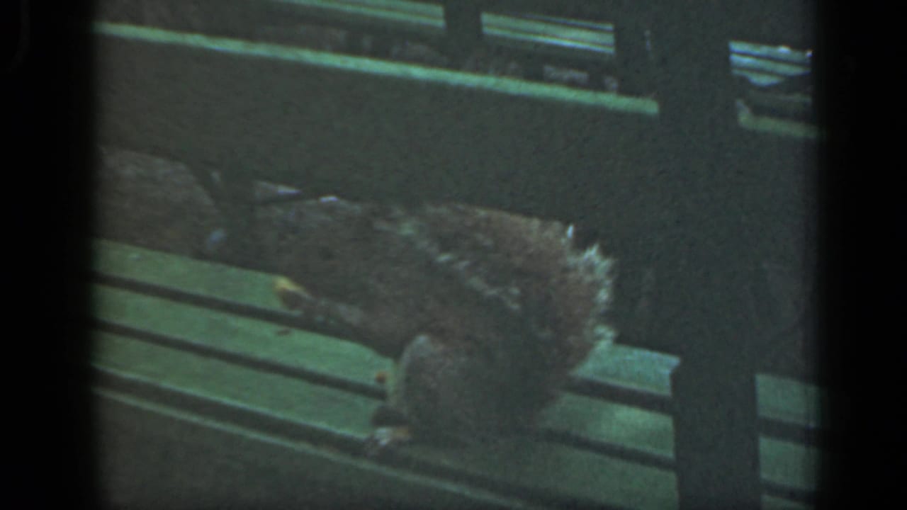 Squirrel crouched on a green bench with its tail raised.