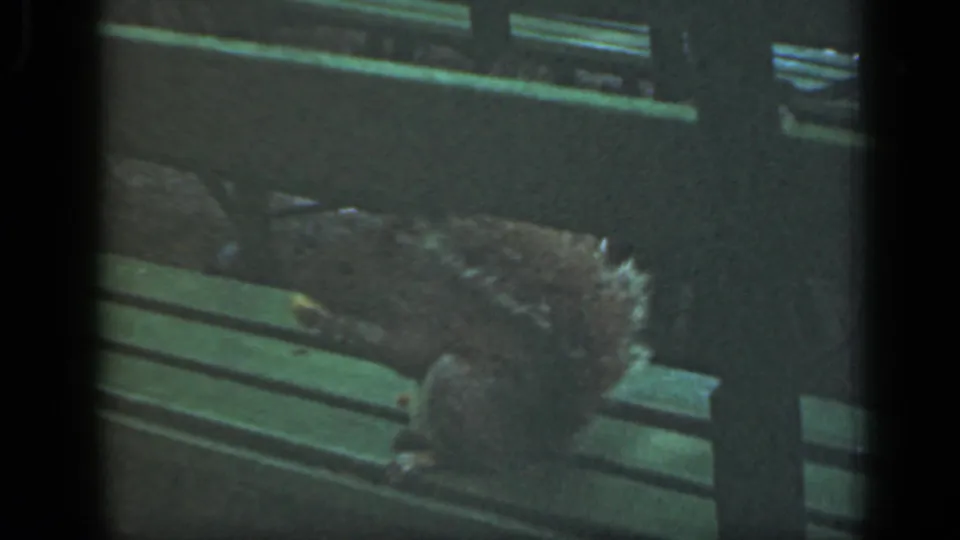 A squirrel crouches on a green park bench, tail raised as it eats, in soft color 8mm home-movie footage from New York, 1949.