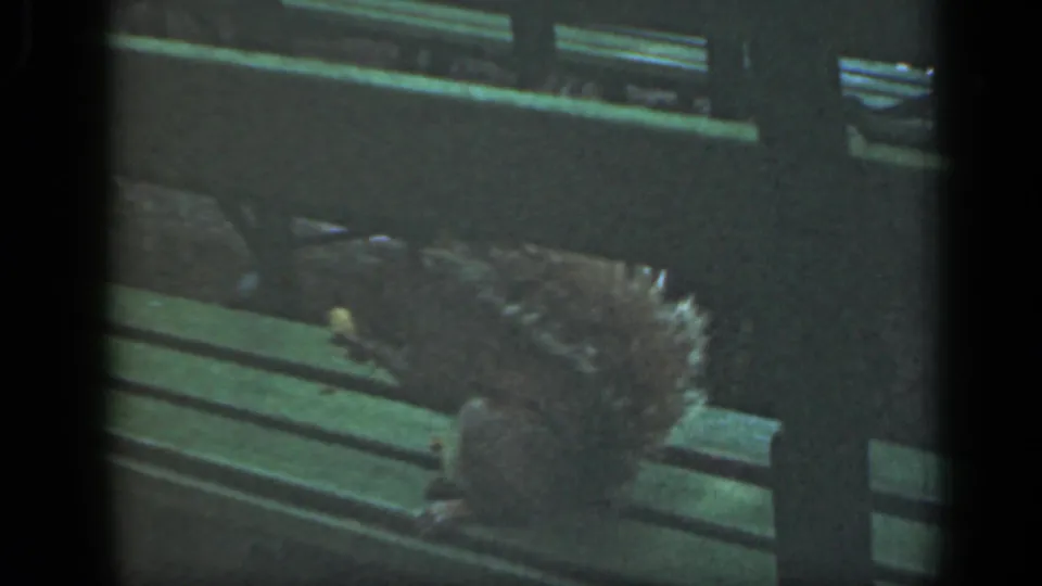 Close home-movie view of a brown squirrel feeding on a green wooden bench, with bench supports and muted park background visible.