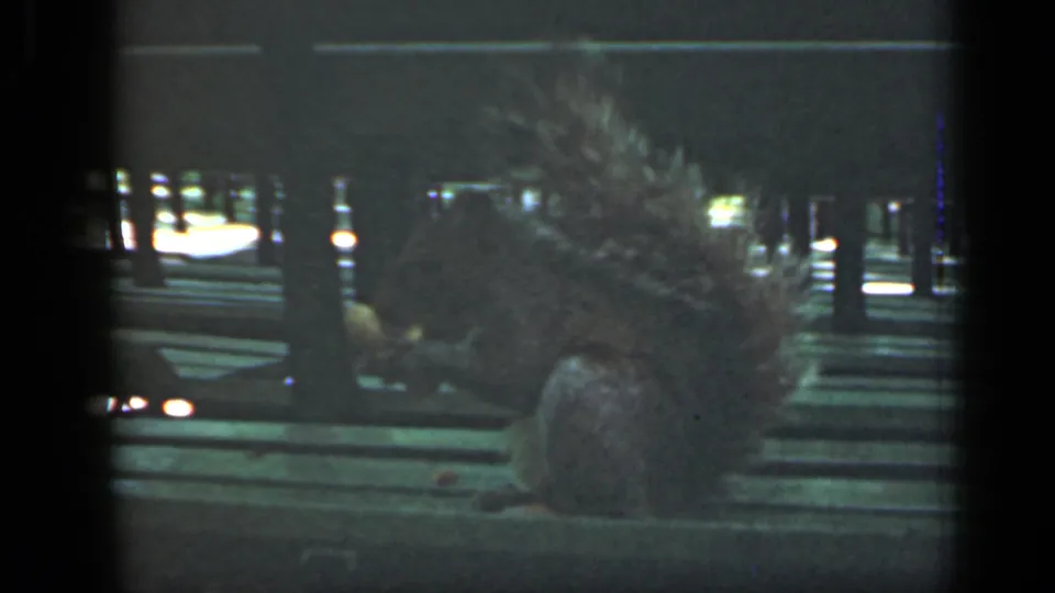 Rear view of the squirrel on the green bench, its tail filling the frame with bright park shapes beyond the slats.